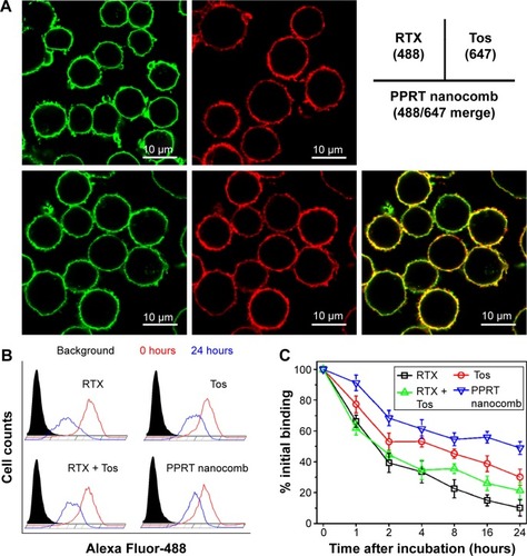 Figure 2 Biorecognition of PPRT nanocomb on surface CD20 of Raji cells.Notes: (A) Binding activity of PPRT nanocomb and free mAbs to surface CD20 of Raji cells. Cells incubated with 10 μg/mL RTX-488, Tos-647, or PPRT nanocomb-488/647 were observed with a confocal microscope. Scale bar: 10 μm. (B and C) Dissociation of PPRT nanocomb and parental mAbs from Raji cells. (B) The histogram represents the fluorescence intensity distribution of Raji cells. The black histogram shows phosphate-buffered saline-treated cells. Red and blue histograms show the fluorescence intensity distribution after 0 and 24 hours, respectively. (C) Numerical data representing the percentage of remaining mAbs or PPRT nanocombs on cellular surface after different time intervals. Data are mean ± standard deviation (n=3).Abbreviations: PPRT, polyethylenimine polymer–RTX–Tos; PPRT-488/647, Alexa Fluor-488/647-labeled PPRT; RTX, rituximab; RTX-488, Alexa Fluor-488-labeled RTX; Tos, tositumomab; Tos-647, Alexa Fluor-647-labeled Tos.