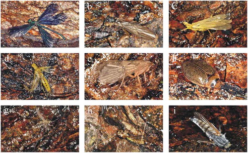 Figure 9. Aquatic insects trapped by the real brown horizontal sticky bark in experiment 4. (a) Beautiful demoiselle (Calopteryx virgo) male. (b–d) Stoneflies (Plecoptera). (b) Common forestfly (Nemoura cinerea). (c) Isoperla tripartita. (d) Sallfly (Chloroperla sp.). (e) Caddisfly (Limnephilidae). (f) Diving beetle (Colymbetes fuscus). (g) Female non-biting midge (Chironomidae). (f) Crane fly (Tipulidae). (h) Horsefly (Tabanidae)