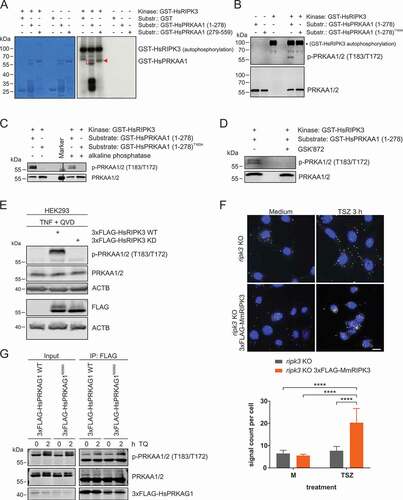 Figure 4. RIPK3 directly phosphorylates PRKAA1 at T183. (A) For in vitro kinase assay, purified GST, GST-HsPRKAA1(1–278) and GST-HsPRKAA1(279–559) were incubated with activated RIPK3 and [γ-32P]-ATP. The reactions were subjected to SDS-PAGE. After Coomassie Brilliant Blue staining and drying of the gels, autoradiography was performed. (B) GST-HsPRKAA1 WT and the T183A mutant were purified and were incubated with activated RIPK3 and cold ATP. The reactions were subjected to SDS-PAGE and analyzed by immunoblotting for phospho-PRKAA1/2 T183/T172 and AMPK. (C) GST-HsPRKAA1 WT and the T183A mutant were incubated with activated RIPK3 and cold ATP with or without alkaline phosphatase. The reactions were subjected to SDS-PAGE and analyzed by immunoblotting for phospho-PRKAA1/2 T183/T172 and AMPK. (D) GST-HsPRKAA1 WT was incubated with activated RIPK3 and cold ATP with or without 50 µM GSK’872. The reactions were subjected to SDS-PAGE and analyzed by immunoblotting for phospho-PRKAA1/2 T183/T172 and AMPK. (E) HEK293 cells were left untransfected or were transfected with cDNA encoding either 3xFLAG-HsRIPK3 WT or 3xFLAG-HsRIPK3 kinase-dead (KD) for 24 h. After that, cells were treated with 30 ng/ml TNF + 30 µM QVD for 24 h. Then, cells were lysed and cleared cellular lysates were subjected to SDS-PAGE and analyzed by immunoblotting for phospho-PRKAA1/2 T183/T172, AMPK, FLAG and ACTB. (F) ripk3 KO MEFs were retrovirally transfected with empty vector or cDNA encoding 3xFLAG-MmRIPK3. Cells were seeded onto glass coverslips. The next day, the cells were left untreated (medium, M) or treated with 30 ng/ml TNF + 100 nM SMAC-mimetic + 20 µM z-VAD (TSZ) for 3 h. Then cells were fixed and analyzed using proximity ligation assay as described in the material and methods section (anti-phospho-PRKAA1/2 T183/T172: Cell Signaling Technology, 2535; anti-PRKAA1/2: Cell Signaling Technology, 2793). Nuclei were stained with DAPI. Signals and nuclei per image were counted and the signal:nuclei ratio was calculated. Data represent mean + SD. A minimum of 107 cells was analyzed. Statistical analysis was performed using ordinary two-way ANOVA (corrected by Tukey’s multiple comparisons test). ****P < 0.0001. Scale bar: 20 µm. (G) L929 cells were transiently transfected with cDNA encoding either 3xFLAG-HsPRKAG1 WT or R299G for 24 h. After that, cells were treated with or without 10 ng/ml TNF + 30 µM QVD (TQ) for 2 h. Then, cells were lysed and cleared cellular lysates were subjected to immunopurification using anti-FLAG beads. Purified proteins were subjected to SDS-PAGE and analyzed by immunoblotting for indicated proteins