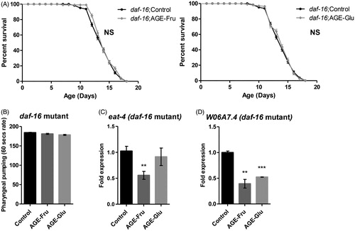 Figure 4. Sugar-derived AGEs-mediated lifespan extension and pharyngeal pumping rate enhancement are daf-16-dependent. (A) Survival curves of daf-16 mutant C. elegans treated with 20 µg/mL fructose- or glucose-derived AGEs (AGE-Fru and AGE-Glu, respectively) or M9 (control). Control: median lifespan = 13.4 ± 0.2, n = 350/386; AGE-Fru 20 µg/mL: median lifespan = 13.6 ± 0.1, n = 289/345, NS; AGE-Glu 20 µg/mL: median lifespan = 13.7 ± 0.2, n = 298/343, NS. (B) Number of pharyngeal pumps per 60 s in daf-16 mutant animals treated with 20 µg/mL fructose- or glucose-derived AGEs (AGE-Fru and AGE-Glu, respectively) or M9 (control) on the first day of their adulthood. Real-time PCR analysis of (C) W06A7.4 and (D) eat-4 genes in daf-16 mutant animals treated with 20 µg/mL fructose- or glucose-derived AGEs (AGE-Fru and AGE-Glu, respectively) or M9 (control) on the first day of their adulthood. Expression levels of the genes were arbitrarily set to 1 in control treated animals, cdc-42 gene expression was used as normaliser. NS: not significant, **p < .01, ***p < .001.