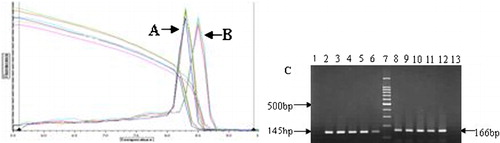 Figure 2. The results of melting curve and agarose electrophoresis from amplification of real-time PCR products. (A) beta2M gene melting curve; (B) CD3-zeta gene melting curve; (C) 2–6: PCR products of beta2M gene (145 bp); 7: 100 bp DNA ladder; 8–12: PCR products of CD3-zeta gene (166 bp); 1,13: negative controls.
