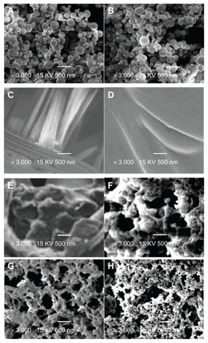 Figure 2 Scanning electron micrographs of different samples (A) G-CSF dextran nanoparticles, (B) G-CSF dextran nanoparticles from hemostatic gauze scaffold containing G-CSF-loaded dextran nanoparticles, (C) blank hemostatic gauze scaffold, (D) hemostatic gauze scaffold containing G-CSF-loaded dextran nanoparticles, and (E) cross-section from hemostatic gauze scaffold containing G-CSF-loaded dextran nanoparticles. (F) release on day 1, (G) release on day 2, and (H) release on day 7.Abbreviation: G-CSF, granulocyte-colony stimulating factor.