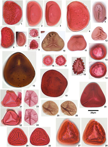 Plate 1. 1. Rugaletes playfordii Foster Citation1979, Amaogugu 1.1 (P58,1), specimen damaged, 2. Cicatricososporites eocenicus (Selling Citation1944) Jansonius & Hills Citation1976, Ozuitem 6.1 (Q42,1), high focal plane, 3. Cicatricososporites eocenicus (Selling Citation1944) Jansonius & Hills Citation1976, Ozuitem 6.1 (Q42,1), low focal plane, 4. Laevigatosporites aff. catanejensis Muller et al. Citation1987, Amaogugu 1.1 (X68,3), 5. Laevigatosporites ovatus Wilson & Webster Citation1946, Okigwe B4.1 (D44), 6. Polypodiisporites specious Sah Citation1967, Ozuitem 3.1 (W62, 3), 7. Polypodiisporites sp., Okigwe B4.1 (S42,1), 8. Apiculatasporites sp. 1, Amaogugu 1.1 (W54,1), 9. Apiculatasporites sp. 2, Okigwe B4.1 (X33), 10. Deltoidospora sp. 1, Okigwe B3.1 (M53,2), 11. Deltoidospora sp. 1, Ameke 11.1 (J58), 12. Deltoidospora sp. 2, Okigwe A5.1 (Q43,4), 13. Densoisporites sp., Okigwe B4.1 (X57,1), distal face, 14. Densoisporites sp., Okigwe B4.1 (X57,1), low focal plane, 15. Dictyophyllidites cf. equiexinus (Couper Citation1958) Dettmann 1963, Okigwe A1.1 (D48,3), 16. Distaverrusporites margaritatus Muller Citation1968, Okigwe B4.1 (V56), distal face, 17. Distaverrusporites margaritatus Muller Citation1968, Okigwe B4.1 (V56), low focal plane, 18. Distaverrusporites? sp., Okigwe A7.1 (P48,1), 19. Foveotriletes margaritae (Van der Hammen Citation1954) Germeraad et al. Citation1968, Amaogugu 7.1 (K51,4), 20. Foveotriletes sp., Okigwe B1.1 (L45,4), 21. Matonisporites sp., Ameke 11.1 (O44,2), high focal plane, 22. Matonisporites sp., Ameke 11.1 (O44,2), low focal plane, 23. Microreticulatisporites cf. uniformis Singh Citation1964, Okigwe B1.1 (Y63,1), high focal plane, 24. Microreticulatisporites cf. uniformis Singh Citation1964, Okigwe B1.1 (Y63,1), low focal plane, 25. Osmundacidites minor Jaramillo & Dilcher Citation2001, Okigwe A1.1 (P41), high focal plane, 26. Osmundacidites minor Jaramillo & Dilcher Citation2001, Okigwe A1.1 (P41), low focal plane, 27. Polypodiaceoisporites? fossulatus Jaramillo & Dilcher Citation2001, Ameke 11.1 (V57,2), distal face, 28. Polypodiaceoisporites? fossulatus Jaramillo & Dilcher Citation2001, Ameke 11.1 (V57,2), proximal face, 29. Polypodiaceoisporites ‘striatus’, Amaogugu 7.1 (T44), distal face, 30. Polypodiaceoisporites ‘striatus’, Amaogugu 7.1 (T44), proximal face.