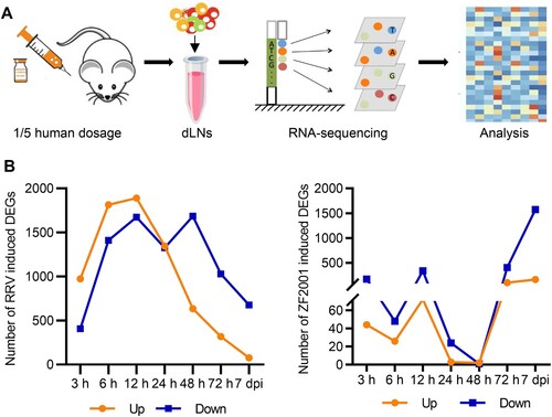 Figure 1. Transcriptional response to ZF2001 and the RRV vaccination. (A) Overview of transcriptional analysis. (B) DEG numbers of each immunization group are indicated (DEG versus baseline at 0 h; absolute |log2 (fold change)| >0.585; Q value <0.05, is presented.). Three mice are included in each group.