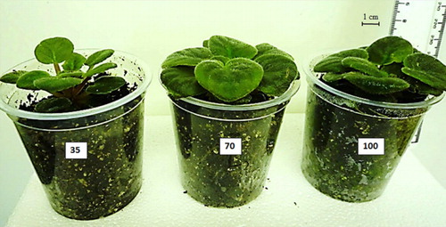 Figure 1. Acclimatized Saintpaulia ionantha H. Wendl plants under different light intensities (35, 70, and 100 µmol m−2 s−1) after 4 weeks in a growth chamber.