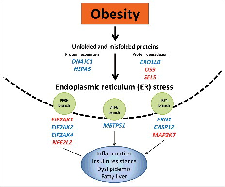 Figure 3. Epigenetic regulation of endoplasmic reticulum stress in obesity and associated metabolic diseases. Obesity induces a chronic activation of the unfolded protein response and consequently ER stress. Differentially methylated ER regulatory genes play a pivotal role in obesity-induced ER stress, leading to the development of metabolic disturbances. Hypomethylated (red color); hypermethyated (blue color).