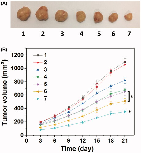 Figure 9. (A) Representative image of HNE-1 tumors at the 21st day and (B) tumor growth profiles treated with different formulations (n = 5). (1: PBS control; 2: blank Tf-HPAA-GO; 3: Tf-HPAA-GO/pMMP-9; 4: HPAA-GO/DOC/pMMP-9; 5: free DOC (docetaxel injection, purchased from Rhone-Poulenc Rorer S.A.); 6: Tf-HPAA-GO/DOC; 7: Tf-HPAA-GO/DOC/pMMP-9).