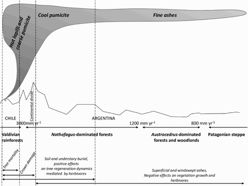 Figure 3. Schematic representation of the typical ash fall patterns and effects on vegetation dynamics along a west-to-east gradient in northwestern Patagonia from eruptions of the Puyehue–Cordón Caulle volcanic complex.