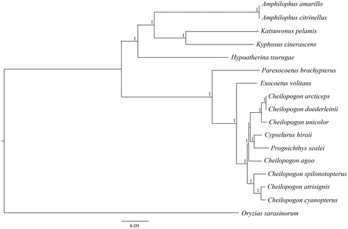 Figure 1. The Bayesian inference phylogenetic tree for Beloniformes based on mitochondrial PCGs and rRNAs concatenated dataset. GenBank. The gene’s accession numbers for tree construction are listed as follows: Amphilophus amarillo (KY315559), Amphilophus citrinellus (KJ562277), Katsuwonus pelamis (JN086155), Kyphosus cinerascens (AP011061), Hypoatherina tsurugae (AP004420), Parexocoetus brachypterus (KY067947), Exocoetus volitans (AP002933), Cypselurus hiraii (AB182653), Prognichthys sealei (KY067951), Oryzias sarasinorum (AB370891), Cheilopogon atrisignis (KU360729), Cheilopogon arcticeps (KU360728), Cheilopogon unicolor (KU360727), Cheilopogon doederleinii (AP017897), Cheilopogon cyanopterus (KY067950), Cheilopogon agoo (KY067949).