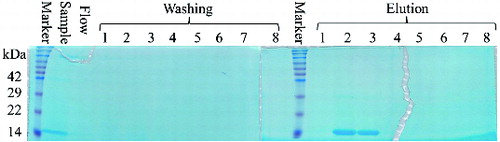 Figure 1. SDS-PAGE analysis of the first step purification of recombinant REG3α from the culture supernatant. Note: First purification fractions (lanes 1–8).