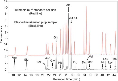 Figure 2. Representative chromatogram of a standard reference sample containing proteinogenic amino acids and gamma-aminobutyric acid (GABA) (each 10 nmol mL−1).The column temperature was 39°C, and the fluorescence detection involved excitation at 250 nm and emission at 395 nm.