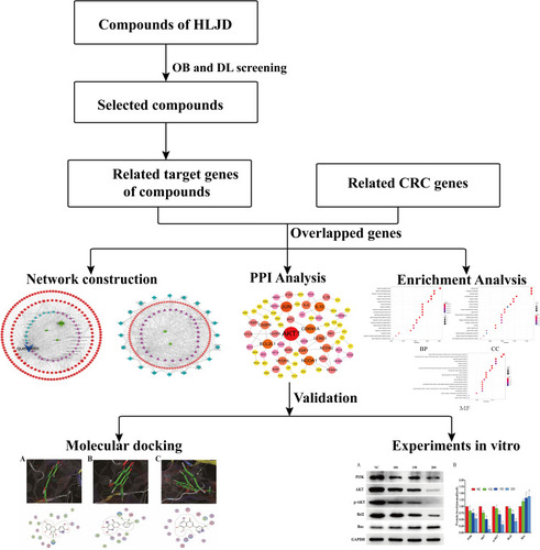 Figure 1 Workflow for network pharmacology-based prediction and validation of anti-CRC mechanism.