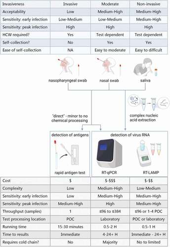 Figure 1. Overview of the most common sample types and testing methods for SARS-CoV-2 detection. The table in blue summarizes characteristics for the different sample types depicted, beneath. The table in grey summarizes typical characteristics of the testing methods depicted above.‘Nasal swabs’ include both mid-turbinate and anterior nasal swabs. Rapid antigen tests may also be known as lateral flow assays. POC = point of care. H = hour. Created with BioRender.com.