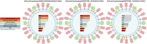 Figure 4. Genome constellation of contemporary Cambodian H14N2 viruses. Genome constellation of each of the Cambodian H14N2 viruses, when available, are colour coded according to their genetic origin.