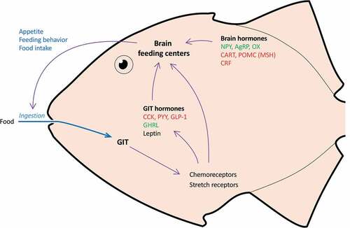 Figure 4. General overview of the endocrine regulation of feeding in fish. Information on the presence and composition of food in the gastrointestinal tract (GIT) is transmitted to the brainstem and subsequently the brain feeding centers via receptors [GIT hormone receptors as well as mechanoreceptors (stretch) and chemoreceptors] located on vagal afferents. Some GIT hormones also act via the circulation and cross the blood-brain barrier and affect the secretion of brain appetite hormones, which in turn affect feeding centers. AgRP, agouti-related peptide; CART, cocaine- and amphetamine-regulated transcript; CCK, cholecystokinin; CRF, corticotropin-releasing factor; GHRL, ghrelin; GLP, glucagon-like peptide; MCH, melanocyte-concentrating hormone; NPY, neuropeptide Y; OX, orexin; POMC, proopiomelanocortin; PYY, peptide YY. Hormones are characterized as orexigenic (green) or anorexigenic (red) if they stimulate or inhibit feeding, respectively