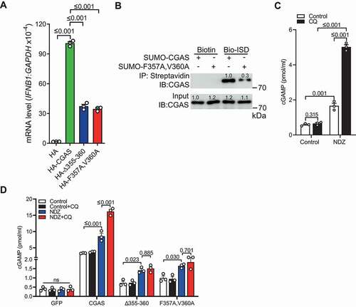 Figure 7. CGAS-mediated micronucleophagy impaired micronuclei-driven innate immunity. (A) qRT-PCR assay showing the induction of IFNB1 transcripts in HA-STING1 stable HEK293T cells transfected with indicated plasmids. (B) Results of in vitro precipitation assay showing the interaction of biotin-labeled ISD with SUMO-tagged CGAS or SUMO-tagged CGAS F357A,V360A. (C) Quantification of the abundance of cGAMP in U2OS cells left untreated or treated with NDZ (300 nM) for 24 h followed by 48-h recovery, and cells were cultured in the absence or presence of CQ (40 μM) for 12 h prior to harvesting. (D) Quantification of the abundance of cGAMP level in CGAS−/- U2OS cells that had been stably transfected with GFP, GFP-CGAS, GFP-CGASΔ355-360 or GFP-CGASF357A,V360A, respectively, left untreated or treated with NDZ (300 nM) for 24 h followed by 48-h recovery, and cells were cultured in the absence or presence of CQ (40 μM) for 12 h prior to harvesting. Data are expressed as mean ± (SEM) of n = 3 independent experiments (A, C, D). Data in (B) is representative of n = 3 independent experiments. Two-way ANOVA with Bonferroni post hoc test were used for statistical analysis