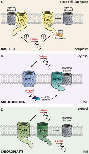 Figure 2. Schematic overview of β-barrel insertion in membranes. (a) insertion into bacterial membranes is facilitated by the SAM complex. Two insertion mechanisms are proposed: 1) an intermediate pore of the Sam50 and the new β-barrel is formed by consecutive subsitution of β-sheets. 2) the new β-barrel is folded in the periplasm and BamA assists the insertion by destabilising the membrane. (b) β-barrel insertion in mitochondria requires the prior translocation via the TOM complex. β-barrels are bound by small TIM proteins in the IMS and inserted by the opening of a lateral gate through Sam50. (c) β-barrel insertion in chloroplasts requires translocation by Toc75. OEP80 is involved in membrane insertion, but mechanistic details are lacking. For clarity only the core proteins of the BAM, SAM, TOM and TOC complexes are shown.