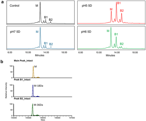 Figure 2. Identification of the charge variants in mAb-a pre-incubated under different pH conditions. (A) Cation-exchange HPLC (CEX) profiles of mAb-a pre-incubated at different pH values (pH 5.0, 6.0, and 7.0) and 25°C over a period of 5 days. The two basic peaks with significant intensity increases after acidic pH pre-incubation, B1 and B2, are indicated in the chromatograms. (B) Identification of B1 peak and B2 peak in pH5, 5 day treated mAb-a by intact mass analysis. The B1 peak has 18 Da lower mass while B2 peak has 36 Da lower mass compared to the main peak.