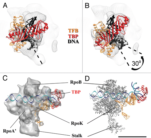 Figure 4 Localization of TBP/TFB within the P. furiosus PIC. (A) Back-view of the PIC EM structure (grey mesh) with fitted DNA/TBP/TFB crystal structure (PDB ID 1AIS).Citation40 (B) Same as (A), but the fit was improved by rotating the DNA/TBP/TFB complex about 30 degrees. (C) Proposed model of Archaeal PIC: top-view of the PIC EM density (grey) according to the improved fit shown in (B). (D) High-resolution model proposed for the Archaeal PIC (RNAP from PDB ID 2PMZ;Citation10 DNA/TBP/TFIIB from PDB ID 3K1F).Citation22 Scale bar = 5 nm in (A and B) and 10 nm in (C and D).