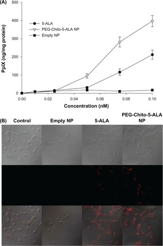 Figure 6 PpIX generation in CT26 colorectal carcinoma cells. Tumor cells were treated with 5-ALA, PEG-Chito-5-ALA nanoparticles, or empty nanoparticles for 24 hours (A). The PpIX concentration in the cells was corrected by protein content. The intracellular PpIX in CT26 cells was observed using a confocal laser scanning microscope (B).Notes: CT26 cells were treated with 0.1 mM ALA, PEG-Chito-5-ALA nanoparticles or empty nanoparticles for 24 hours. The cells were then washed with PBS (×600).Abbreviations: 5-ALA, 5-aminolevulinic acid; PEG-Chito-5-ALA NP, Polyethylene glycol-Chito-5-ALA nanoparticles; Empty NP, empty nanoparticles.