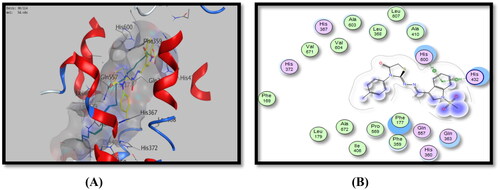 Figure 11. Binding mode of 5d inside 5-LOX active site, (A) 3D visualisation of 5d (yellow colour) superimposed with redocked arachidonic acid (cyan colour), indicating good fitting inside the pocket, (B) 2D binding mode of 5d inside 5-LOX active site showing two H-bonding interactions with His432 and His600 amino acid residues.