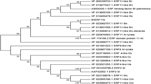 Figure 1. Multiple alignment of the deduced amino acid sequences of the putative protein encoded by the BrERF11b gene with those of selected ERF transcription factors. The unrooted phylogenetic tree of ERF transcription factor was constructed using neighbor-joining method with 1000 bootstrap replicates. Bootstrap values are indicated at the branches. The GenBank accession number is shown following the abbreviation of the ERF transcription factor in the unrooted phylogenetic tree.