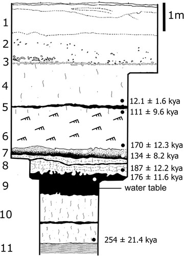 Figure 6. Stratigraphic sequence of Pit 3 at Florisbad, including unit numbers according to Toffolo et al. (Citation2017), luminescence ages by Pinder (Citation2021: Figure 7.1) mentioned in the text and the level of the present-day water table.