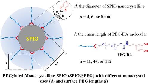 Figure 1 Conceptual graph of PEGylated monocrystalline SPIO nanoparticles (SPIO@PEG) with various nanocrystal sizes (d) and surface PEG lengths (l). In our research, three SPIO crystal particles (4, 6, and 8 nm) and three PEG (Mn = 550, 2k, or 5k Da) were used to prepare nine SPIO@PEG nanoparticles.