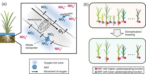 Figure 2. Importance of nitrate as a nitrogen source in lowland rice. (a) Hypothetical scheme of nitrate utilization in rice grown under flooded conditions. Oxygen is supplied to the root from the shoot through aerenchyma. Conveyed oxygen is diffused into the rhizosphere and produces locally aerobic conditions. Then, it activates bacteria involved in nitrification, and the microbes produce nitrate, which is immediately taken up by plants via nitrate transporters. (b) Selection for nitrate transporters (NRTs) during indica rice domestication and modern breeding. Plants displayed with NRT alleles with better function (hexagons) were selected over the unfavorable ones (triangles), possibly due to their effects on nitrogen utilization, biomass production, and grain yield.