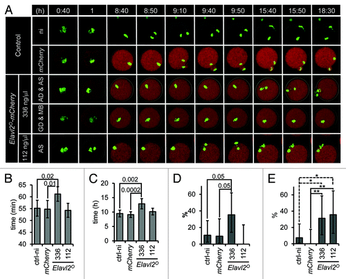 Figure 4. ELAVL2° overexpression affects meiotic maturation. (A) Representative time-lapse images of maturing oocytes. Oocytes from H2B-GFP (CD1 strain) mice were used to visualize chromatin (green color). Non-injected (ni) or injected oocytes with mCherry or Elavl2°-mCherry mRNAs were let to mature and confocal images (starting 40 min after milrinone removal) were acquired every 10 min for 18 h. Two Elavl2°-mCherry mRNAs concentration were used: high, 336 ng/μl (336); low, 112 ng/μl (112). First 2 image sequences show controls, the third and fourth ones depict anaphase delay (AD) with abnormal chromosomal segregation (AS) and germinal vesicle brakedown delay (GD) together with metaphase I block (MB) when high concentration of Elavl2° was used, respectively. The last line shows abnormal chromosomal segregation (AS) without anaphase delay when low amount of Elavl2° was injected. All image sequences represent maximum projection of H2B-GFP channel, single confocal sections of Elavl2°-mCherry and bright field channels. Totally 27 control non-injected, 23 control mCherry, 17 Elavl2°-mCherry (336 ng/ul), and 14 Elavl2°-mCherry (112 ng/ul) oocytes were imaged and analyzed, respectively. (B) Elavl2°-mCherry-injected in high concentration (336) into oocytes caused slightly but significantly delayed GVBD (mean value ± 95% confidence interval (ci), P = 0.01, t test). (C) Anaphase I (defined as the time between the GVBD and the first visible sign of chromosome segregation) is delayed in oocytes with a high but not a low level of Elavl2°-mCherry mRNA (mean values ± 95% ci, P = 0.0002, t test). (D) In contrast to 10% of mCherry-injected oocytes, 35% of Elavl2°-mCherry-injected oocytes stopped development at metaphase I (mean value ± 95% asymmetric ci, P = 0.05, Chi-Square). (E) Approximately 31 and 35% of high and low Elavl2°-mCherry-injected oocytes respectively exhibit problems with chromosome segregation (high: mean value ± 95% asymmetric ci, P = 0.008, Chi-Square; low: mean value ± 95% asymmetric ci, P = 0.005, Chi-Square).