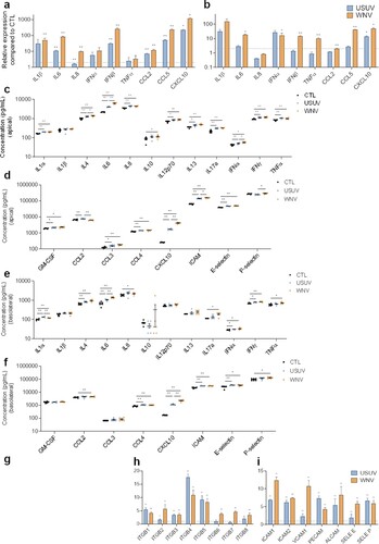 Figure 2. Characterization of innate immune response and CAMs regulation in USUV- and WNV-infected hBLECs. a, b After infection of hBLECs (MOI of 0.1), mRNAs were collected at 4 (a) or at 7 dpi (b). Gene expression was normalized to HPRT1 and compared to mock-infected hBLECs (CTL) in the context of USUV (blue bar chart) and WNV (orange bar chart) infection. Transcripts of a panel of genes were quantified by RT-qPCR. Data of each indicated transcript are represented as mean ± SEM, relative to mock-infected cells (n = 6; * p < 0.05, ** p < 0.01, from three independent experiments). c, d, e and f Supernatants from apical (c and d) or basolateral (e and f) compartments were collected at 7 dpi and secreted molecules were measured using a multiplexed ELISA assay. Concentrations of cytokines and interferons (c and e) or of chemokines, attractant growth factors and CAMs (d and f) for mock-CTL (black dots), USUV (blue dots) and WNV (orange dots)-infected conditions are represented, bars show mean ± SEM (n = 6; * p < 0.05, ** p < 0.01, from three independent experiments). g, h and i After infection of hBLECs (MOI of 0.1), mRNAs were collected at 7 dpi. Gene expression of α-integrins (g), β-integrins (h), CAMs and selectins (i) were normalized to RPL13A and compared to mock-infected hBLECs in the context of USUV (blue bar chart) and WNV (orange bar chart) infections. Results are expressed as mean ± SEM (n = 6; * p < 0.05, ** p < 0.01, from three independent experiments).