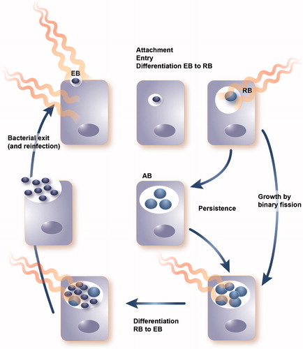 Figure 4. Developmental cycle of Chlamydia including the extracellular, infectious elementary body (EB), the intracellular replicating reticulate body (RB) and the persistent aberrant body (AB) induced by stress conditions. wIRA treatment at different timepoints of the developmental cycle has shown reductive effects on chlamydial infectivity.