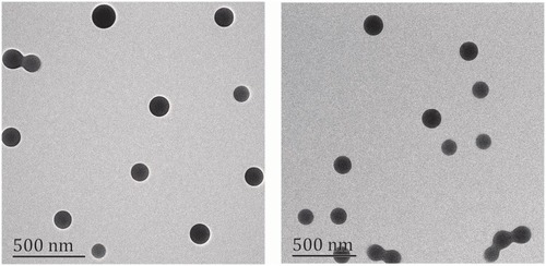 Figure 4 TEM of p(AAPBA-b-NVCL)3 nanoparticles (A) before and (B) after treatment with 3 mg/mL glucose.