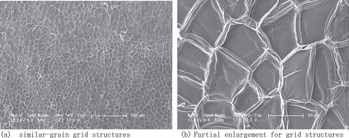 Figure 13. FESEM micrographs of the potato epidermis surface.