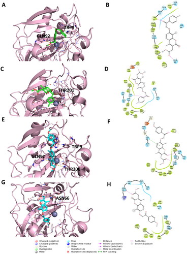 Figure 3. Representation of the putative binding mode of the EMAC10163a and EMAC10163b compounds obtained by docking experiments in complex with hCA IX. (A) 3D representation of EMAC10163a and its respective interactions with CA IX residues; (B) 2D depiction of interactions; (C) 3D depiction of EMAC10163a and its respective interactions with CA IX residues considering a different orientation of the compound; (D) 2D depiction of interactions; (E) 3D depiction of EMAC10163b and its respective interactions with CA IX residues; (F) 2D depiction of interactions; (G) 3D depiction of EMAC10163b and its respective interactions with CA IX residues considering a different orientation of the compound; (H) 2D depiction of interactions.