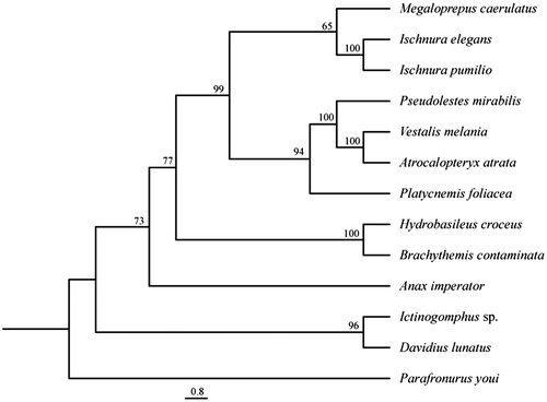 Figure 1. Phylogenetic relationships of odonate species based on maximum parsimony analysis of concatenated mitochondrial protein coding genes and rRNA sequences: Brachythemis contaminata (NC_026305), Ictinogomphus sp. (KM244673), Hydrobasileus croceus (NC_025758), Davidius lunatus (NC_012644), Ischnura pumilio (NC_021617), Pseudolestes mirabilis (NC_020636), Atrocalopteryx atrata (NC_027181), Vestalis melania (NC_023233), Platycnemis foliacea (NC_027180), Anax imperator (KX161841), Ischnura elegans (KU958378), and Parafronurus youi (EU349015.1) as outgroup. The heuristic search (under the 50% majority-rule with 1000 bootstrap replicates) placed Megaloprepus as a sister species to Ischnura spp, whereas relationships are displayed as in other phylogenies.