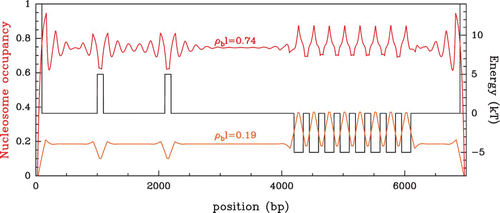 Figure 13. Hard-rod occupancy profiles P(s) in a non-uniform energy landscape made of discrete energy barriers and traps and bounded by two infinite walls (black). The Percus Equationequation (16) was solved using the Vanderlick et al. integration scheme (subsection ‘Resolution of the Percus equation: the exact solution of Vanderlick et al.’) at low chemical potential μ=−6 kT (orange) and high chemical potential μ=−1 kT (red). The occupancy values ρ b l=0.19 (resp. ρ b l=0.74) correspond to the bulk occupancy of the uniform system at μ=−6 kT (resp. μ=−1 kT ) (see Figure 14).