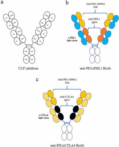 Figure 4. Construction of novel common-light-chain linear-Fab-based (CLF2) bispecific antibodies. (A) schematics show the structure of the CLF2 platform, (b) the anti-PD1xPDL1 BsAb and (c) the anti-PD1xCTLA4 BsAb. Horizontal lines represent disulfide bonds.