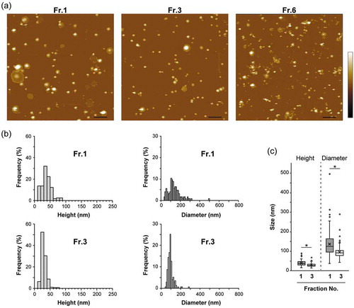 Figure 2. AFM analysis of fractionated MIA PaCa-2 sEVs. (a) AFM images obtained in PBS, indicated by colour changes corresponding to the height; colour bar: 70 nm. Scale bars, 500 nm. (b) Height and diameter histograms estimated by AFM. (c) The size distributions are presented as box plots (with median and quartiles). Whiskers in the box plots represent 1.5 times the interquartile range (IQR) or the highest or lowest point, whichever is shorter. The small circles represent outliers. X marks indicate the mean values. Vesicles with a height >15 nm were analyzed; Fr. 1: n = 125, Fr. 3: n = 174. Two-tailed unpaired t-test was used to evaluate statistical significance: * p < 0.001. The diameter was calculated from the object area under the assumption that the objects were round.