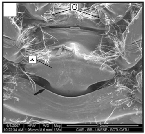 Figure 7. Thelycum of a specimen with 7.5 mm CL. Transversal ridge (arrow); gonopore (G); hood (*). Scale bar = 1 mm.