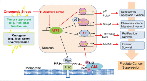 Figure 1. Contribution of activating transcription factor 3 (ATF3) to the suppression of prostate cancer. In addition to regulating the pathways mediated by wild-type and mutant p53 proteins, ATF3 can also suppress androgen receptor signaling while promoting Akt activation in response to the oncogenic stress triggered by inactivation of tumor suppressors and/or overexpression of oncogenes.