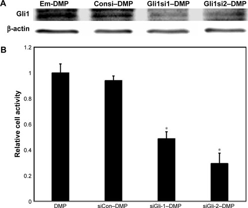 Figure 3 Gli1 expression detection and MTT test.Notes: When U87 cells were transfected with DMP, DMP–Consi, or DMP–Gli1si, Gli 1 expression was tested by Western bloting (A), and cell activity was tested by the MTT test (B), *p<0.05, DMP–Gli1si vs NS and DMP–Consi.Abbreviations: DMP, 1,2-dioleoyl-3-trimethylammonium-propane and methoxy poly(ethylene glycol)-poly(lactide) copolymer; NS, normal salt.