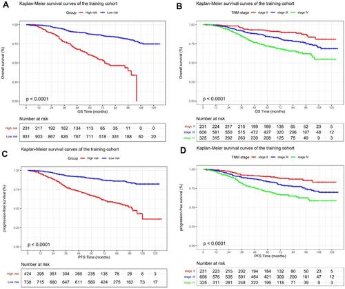 Figure 5 Kaplan-Meier survival curves of the training cohort.