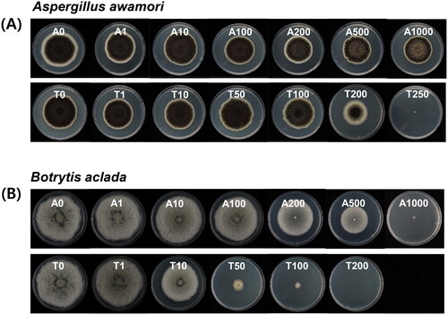 Figure 1. Mycelial growth of (A) Aspergillus awamori F23 and (B) Botrytis aclada F15 on PDA amended with various concentrations of glacial acetic acid (GAA, positive control; 0, 1, 10, 100, 200, 500, and 1000 μL L−1) or thymol (0, 1, 10, 50, 100, 200, and 250 mg L−1). Spore suspensions (2 μL of 1 × 106 spores mL−1) of isolates F23 and F15 were drop-inoculated on potato dextrose agar (PDA) and mycelial growth (mm) was measured 6 and 7 days after incubation at 28 °C for A. awamori F23 and at 20 °C for B. aclada F15, respectively. A: GAA; T: thymol.