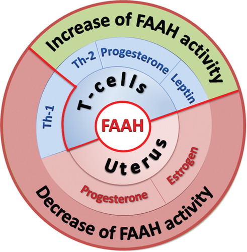 Figure 2. FAAH is a molecular integrator of female fertility signals. Compounds that act at the immune interface as pro-fertility signals (e.g., progesterone, leptin or T helper 2 [Th2] cytokines) also enhance FAAH activity. Conversely, molecules that can impair reproduction by acting on immune cells (e.g., Th1 cytokines) or on the uterine epithelium (e.g., progesterone and estrogen) inhibit FAAH.