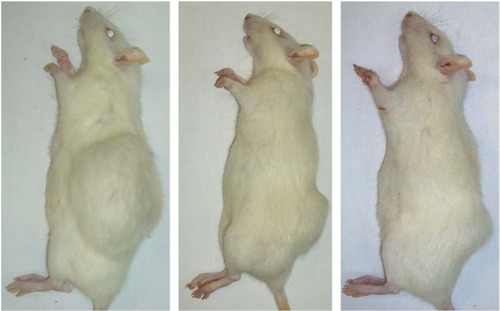 Figure 6 Antitumor effect of γ-Fe2O3@PDMA nanoparticles on Walker-256 mammary gland carcinosarcoma in Wistar rats. From left to right: untreated rat with a tumor (control), rat with a tumor treated with intraperitoneally administered doxorubicin, and rat with a tumor treated with γ-Fe2O3@PDMA nanoparticles administered per os.Abbreviation: PDMA, poly(N,N-dimethylacrylamide).
