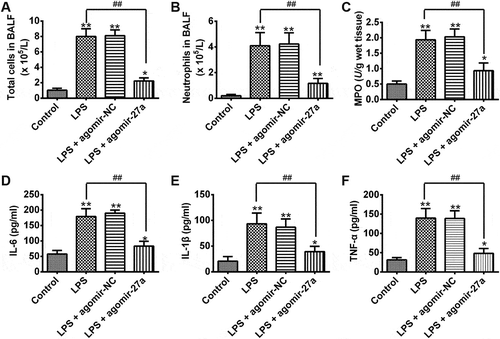 Figure 3. Overexpression of miR-27a attenuated LPS-induced inflammatory response. Groups of mice were given agomir-27a or agomir NC (2 mg/kg) by tail intravenous injection 24 h prior to 1 mg/kg LPS treatment. The mice were sacrificed after LPS administration for 24 h, and then the BALF were collected for analysis. (a,b) The total counts of cells and neutrophils from the BALF were counted using a hemocytometer (n = 3/group). (c) MPO activity in lung tissues was measured at 24 h after LPS challenge (n = 3/group). (d-f) IL-6, IL-1β and TNF-α levels in BALF were measured at 24 h after LPS challenge (n = 3/group). Data represent the mean ± SD of three independent experiments. *p < 0.05, **p < 0.01 vs. control group. ##p < 0.01 vs. LPS alone group.