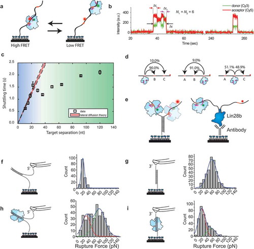 Figure 6. Single-molecule experiments on ago target search.(a) Tandem target assay used by Chandradoss et al. [Citation67]. The RNA target contains two identical targets, where the Cy5 dye is placed closer to the bottom target. During the experiments, hAgo2 shuttles between the two target sites. (b) A typical shuttling trace for N = 6 (nt 2–7). Binding to one target brings the donor dye of the guide closer to the acceptor dye, resulting in a higher FRET value. This way, binding to one target can be readily distinguished from binding to the distal target [Citation67]. (c) Shuttling time of CbAgo plotted versus the distance between two identical targets. The red line indicates a lateral diffusion fit derived from a minimal kinetic model. The data diverge from the kinetic theory beyond the blue region and follows a different trend in the green region [Citation72]. (d) Triple target assay used to visualize whether CbAgo skips over the middle target when translocating from site A to site C. Percentages indicate the relative amount of transitions from an initial state to a final state versus the total number of transitions [Citation72]. (e) Left: a Y-fork construct that prevents CbAgo to slide from the target on one strand to the other. Right: Lin28 is immobilized as a protein blockade [Citation72]. (f) DNA unzipping with AFM in absence of TtAgo. The AFM was retracted with a velocity of 200 nm/s. The rupture force is plotted with a Gaussian probability distribution fitted on top of it (blue) centred at 21.7 pN [Citation75]. (g) DNA shearing with AFM in absence of TtAgo, with a fit centred at 62.0 pN [Citation75]. (h) DNA unzipping with AFM in presence of TtAgo, fitted with a peak centred at 31.7 pN and 78.9 pN [Citation75]. (i) DNA shearing with AFM in presence of TtAgo fitted with a peak centred at 21.9 pN and 56.8 pN [Citation75]. Permission has been obtained for the above figures. Copyright 2018 American Chemical Society.