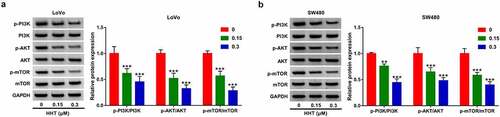 Figure 5. Effects of HHT on PI3K/AKT/mTOR signaling pathway in CRC cells. (a and b) Western blot assays were applied to detect the protein level of p-PI3K, PI3K, p-AKT, AKT, p-mTOR and mTOR in LoVo and SW480 cells after incubation with HHT (0, 0.15 and 0.3 µM) for 48 h. **P < 0.01, ***P < 0.001 vs. 0 µM group