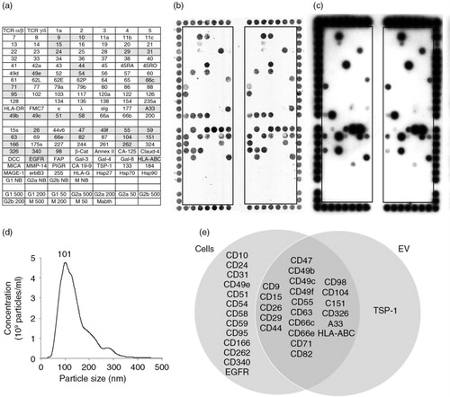 Fig. 1.  DotScan analysis of LIM1215 cells (b) and their EV (c). The key (a) shows antibody locations, with shaded antibodies indicating cell capture. Duplicate antibody arrays (outlined) are surrounded by a frame of alignment dots consisting of a mixture of CD44/CD29 antibodies. Detection of captured cells was by optical scanning (b). EV (7.8×108 particles derived from 335 µl of LIM1215-conditioned medium) were detected by ECL using biotinylated EpCAM (CD326) antibody, with a 10 min exposure on ECL film (c). NanoSight analysis shows the size distribution of LIM1215 EV (d). The number above the peak represents mode size in nm. A Venn diagram compares surface profiles of LIM1215 cells with their EV (e). TCR, T-cell receptor; κ, λ, immunoglobulin light chains kappa, lambda; sIg, surface immunoglobulin; DCC, deleted in colorectal cancer protein; EGFR, epidermal growth factor receptor; FAP, fibroblast activation protein; HLA-ABC, HLA-DR, human leukocyte antigens A, B, C and DR, respectively; MICA, MHC class I chain-related protein A; MMP-14, matrix metallopeptidase 14; PIGR, polymeric immunoglobulin receptor; TSP-1, thrombospondin-1; Mabthera, chimeric mouse/human anti-CD20. G1, G2a, G2b and M are murine isotype control antibodies IgG1, IgG2a, IgG2b and IgM, respectively. The numbers 500, 200 and 50 refer to isotype control antibody concentrations in µg/ml. NB means no BSA in the antibody solution; these antibodies were at 500 µg/ml. Antibody details are listed in Supplementary Table 1 of Supplementary Material.
